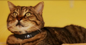 petTracer GPS Cat Collar + Real-time Tracking